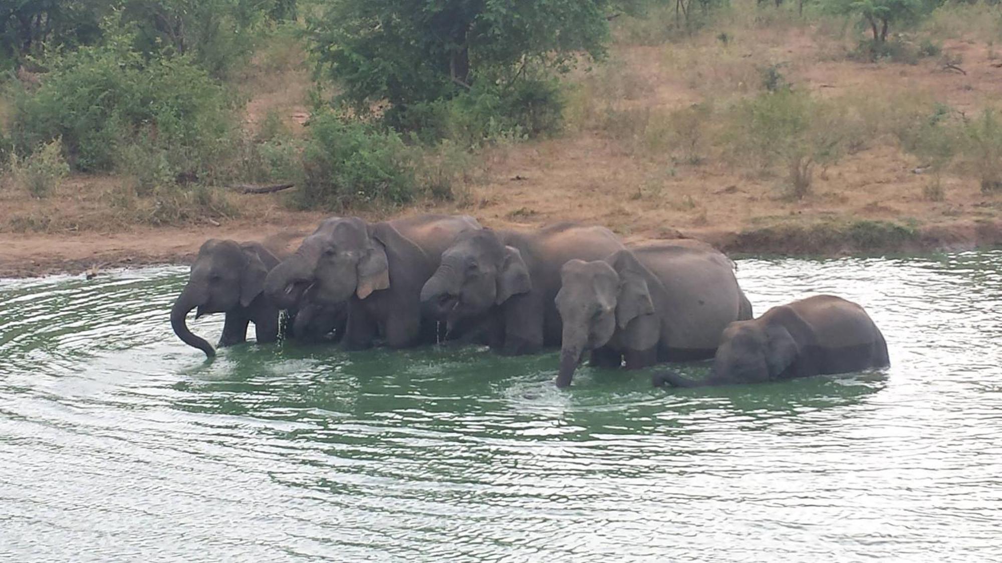 A4 Villas Udawalawe Bagian luar foto